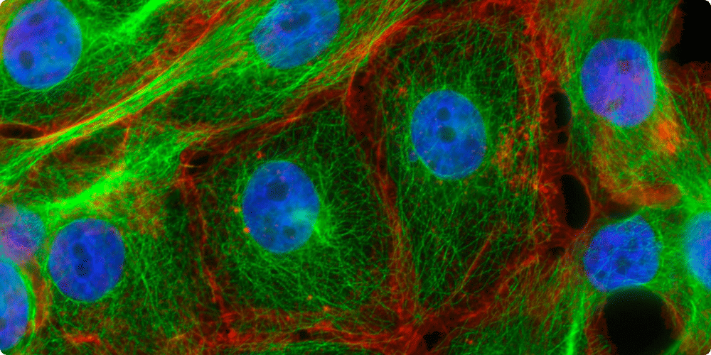 Découverte des innovations récentes des microscopes à fluorescence