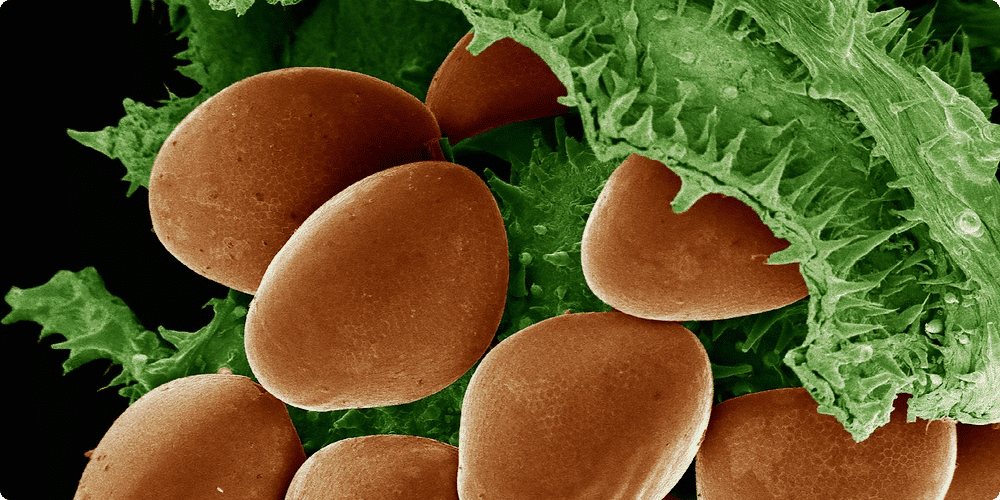 Avantages spécifiques des microscopes électroniques en recherche